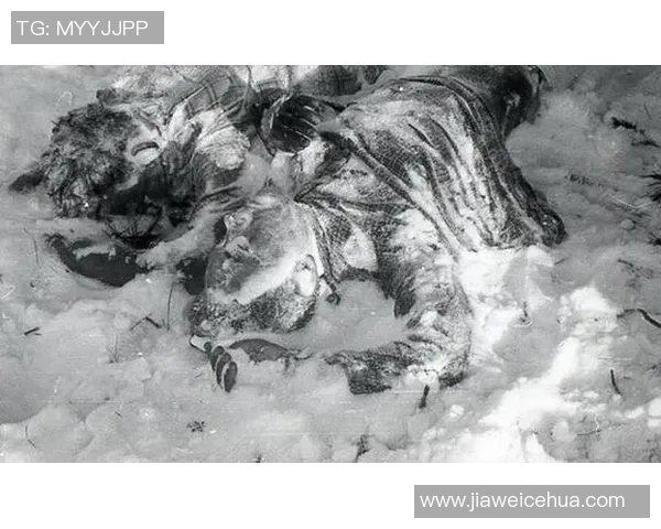 世界足坛十大球星重伤事件盘点 揭秘他们背后的悲痛与坚韧